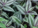Wandering Jew